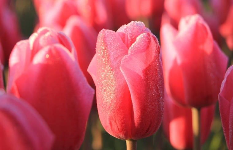 Rosa Tulpen mit Tau in der Naehe eines Ferienhauses in Aartswoud, Nordholland.