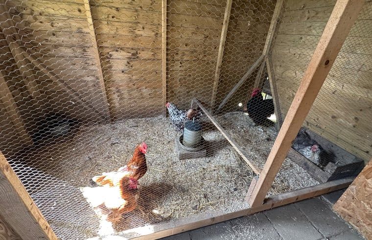 Unterkunft 493502 - Ferienhaus Noord-Holland midden - Vakantiehuisje in Stompetoren