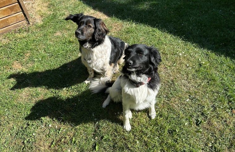 Unterkunft 493502 - Ferienhaus Noord-Holland midden - Vakantiehuisje in Stompetoren
