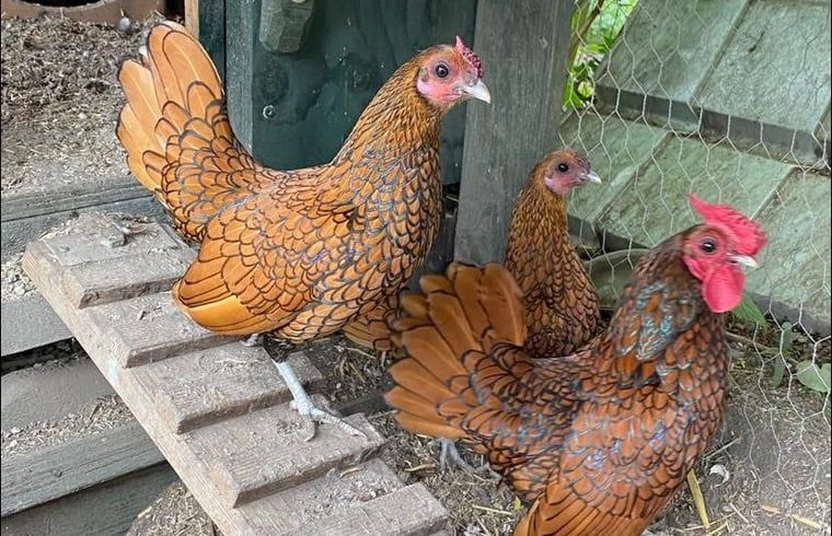 Unterkunft 493502 - Ferienhaus Noord-Holland midden - Vakantiehuisje in Stompetoren