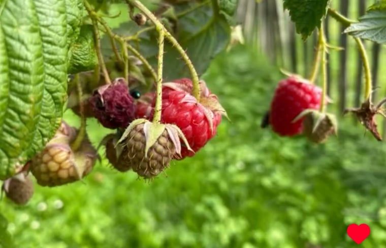 Unterkunft 493502 - Ferienhaus Noord-Holland midden - Vakantiehuisje in Stompetoren