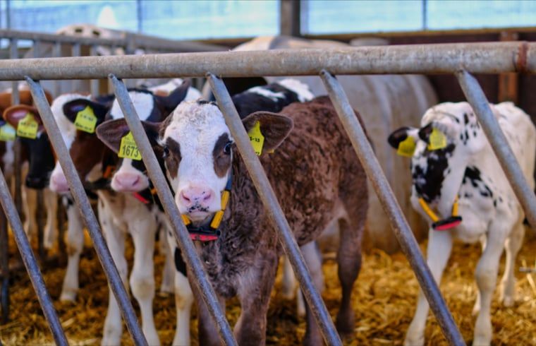 Ontdek de boerderijdieren bij Huisje in Zuid-Scharwoude, een vakantiehuis in Noord-Holland, voor een unieke landelijke ervaring.