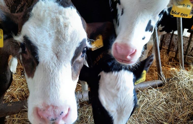 Schattige kalfjes op de boerderij bij Huisje in Zuid-Scharwoude, een vakantiehuis in Noord-Holland, voor een landelijke ervaring.