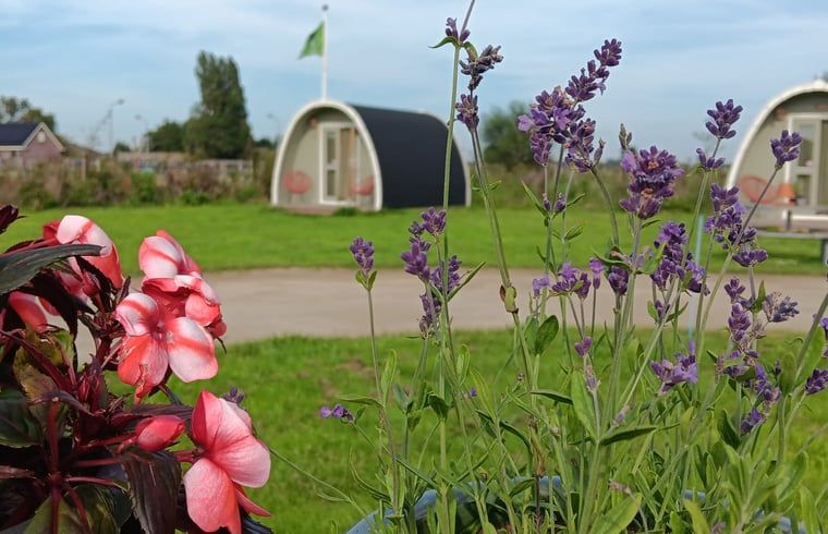 Bloemenpracht rondom Huisje in Zuid-Scharwoude, een vakantiehuis in Noord-Holland, voor een kleurrijke en natuurlijke omgeving.