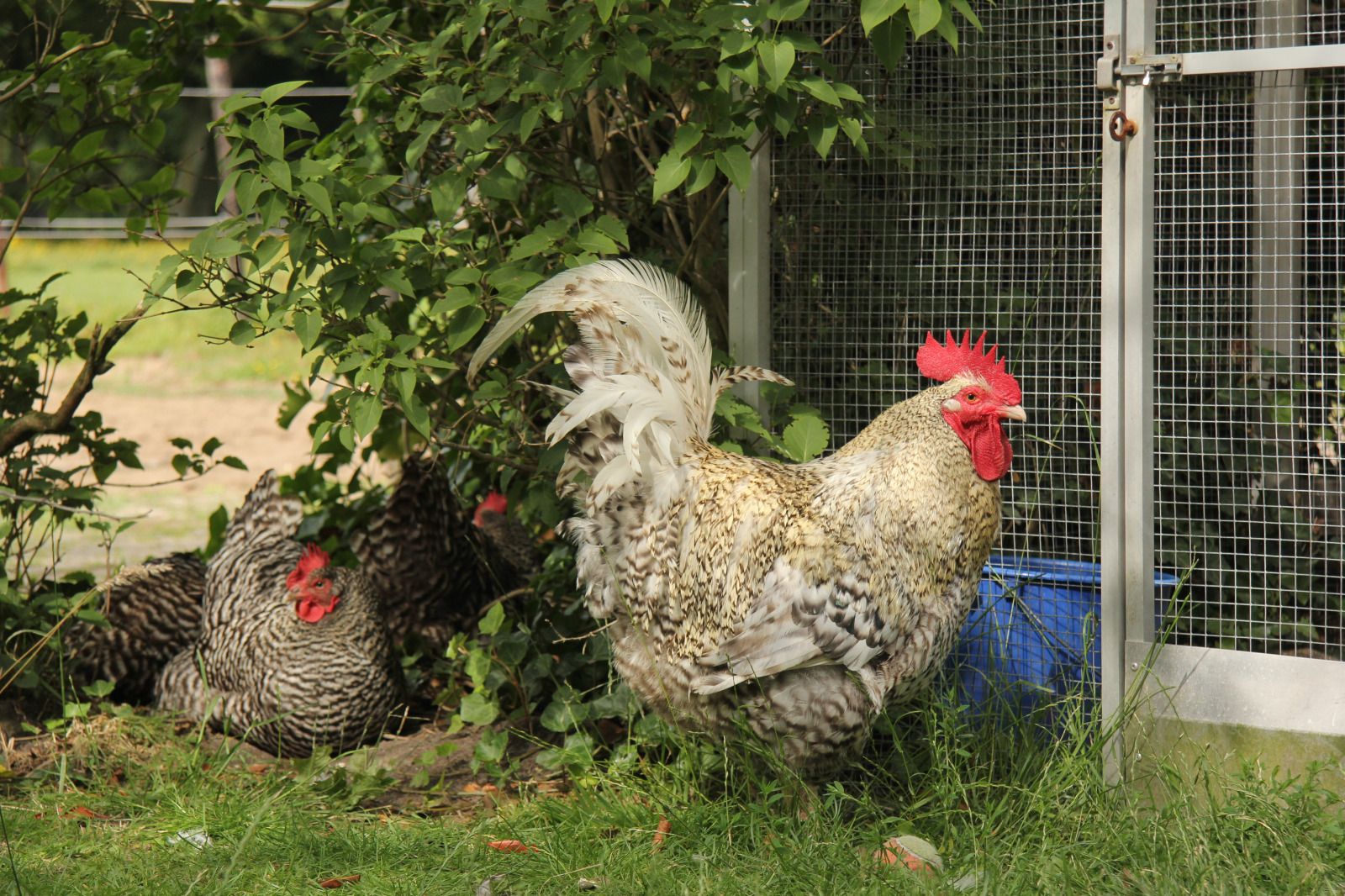 Landelijke sfeer bij NH550 vakantiehuis in Heerhugowaard met kippen in de tuin, Noord-Holland.
