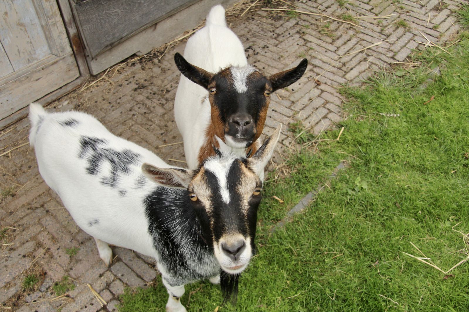 Twee geiten in de landelijke omgeving van NH550 vakantiehuis in Heerhugowaard, Noord-Holland.