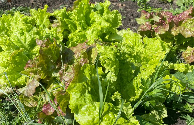 Verblijf 495604 - Vakantiewoning Noord-Holland midden - Vakantiehuisje in Westbeemster