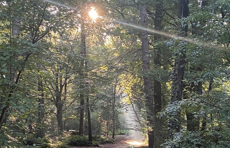 Schoener Waldspaziergang bei Cottage in Nutter, Ferienhaus in Nutter, Twente, Overijssel.