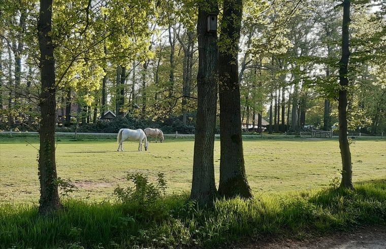 Prachtige weilanden met grazende paarden rondom Vakantiehuis in Nutter, Twente, Overijssel.
