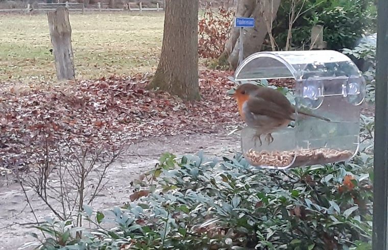 Vogelvoederplek met roodborstje bij Vakantiehuis in Nutter, Twente, omgeven door groene natuur.