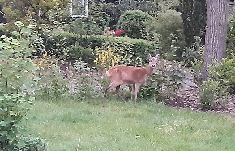 Wilde reeen in de tuin van Vakantiehuis in Nutter, Twente, omgeven door natuurlijke schoonheid.