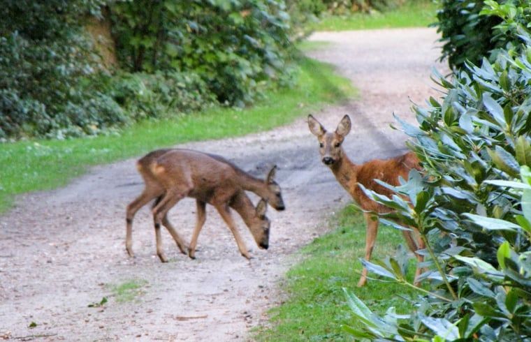Wilde Hirsche in der Naehe des Ferienhauses in Nutter, Twente, bieten ein einzigartiges Naturerlebnis in Overijssel.