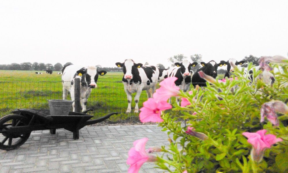 Unterkunft 520483 - Ferienhaus Twente - het Assenhoekje