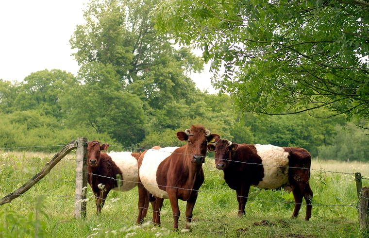 Unterkunft 520540 - Ferienhaus Twente - Vakantiehuisje in de Lutte