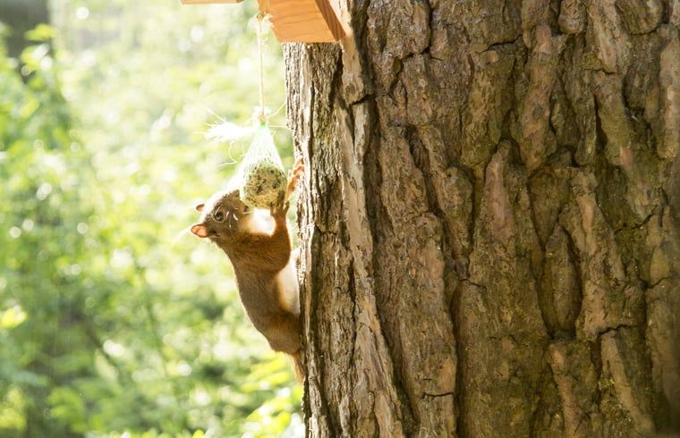 Unterkunft 520556 - Ferienhaus Twente - Vakantiehuisje in De Lutte, gemeente Losser