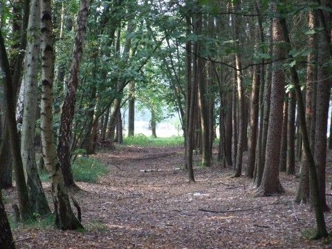 Die waldreiche Umgebung des Ferienhauses Landgoed Nieuwhuis in Ootmarsum, Twente, ist ideal fuer Wanderungen in der Natur.