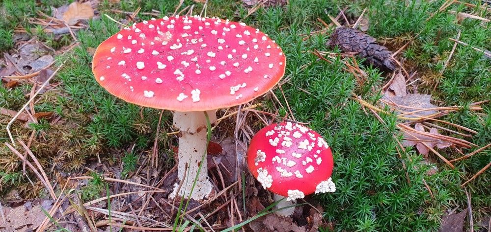 Unterkunft 520820 - Ferienhaus Twente - Mapadodo