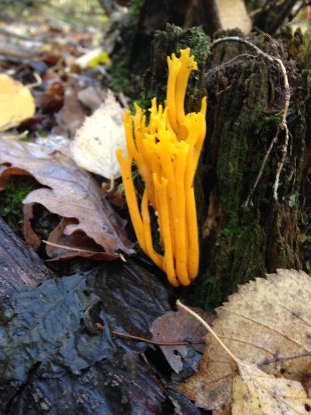 Unterkunft 520820 - Ferienhaus Twente - Mapadodo