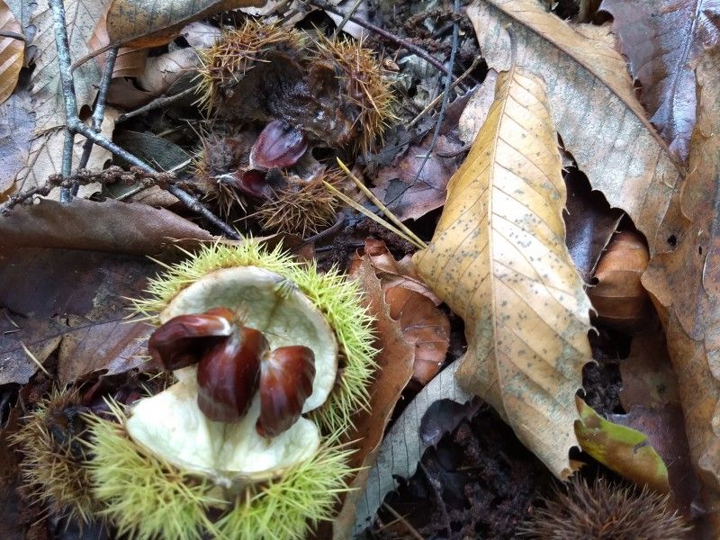 Unterkunft 520820 - Ferienhaus Twente - Mapadodo