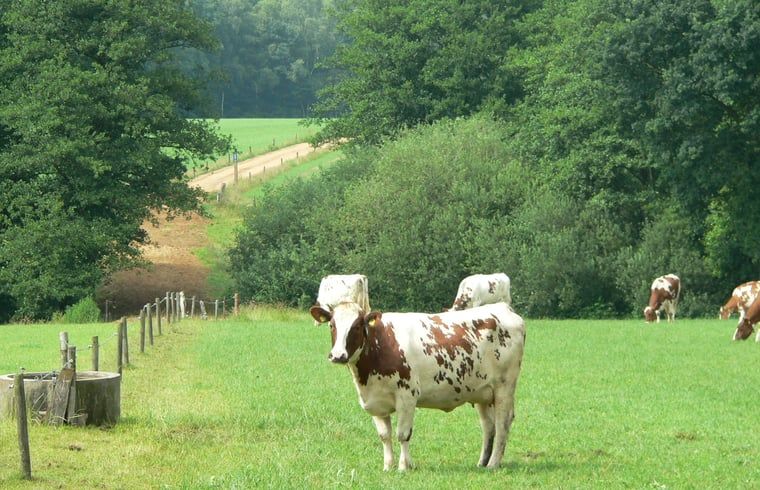 Prachtige natuur rondom vakantiehuisje in Hezingen met grazende koeien, Twente, Overijssel.