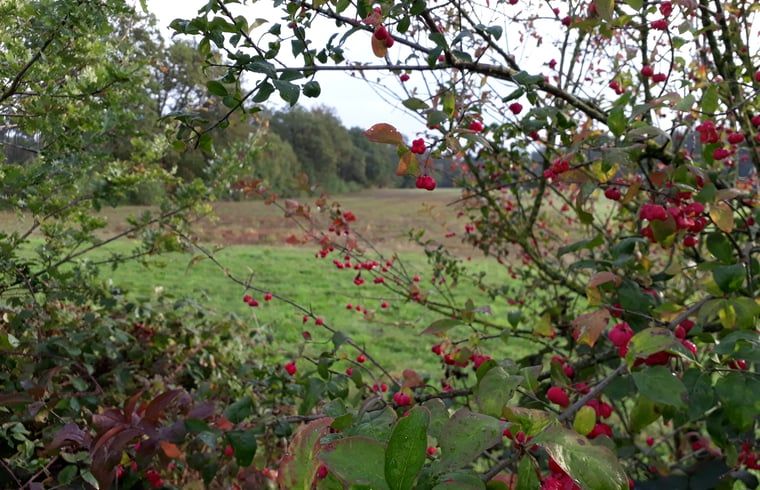 Verblijf 521021 - Vakantiewoning Twente - Huisje in Beuningen