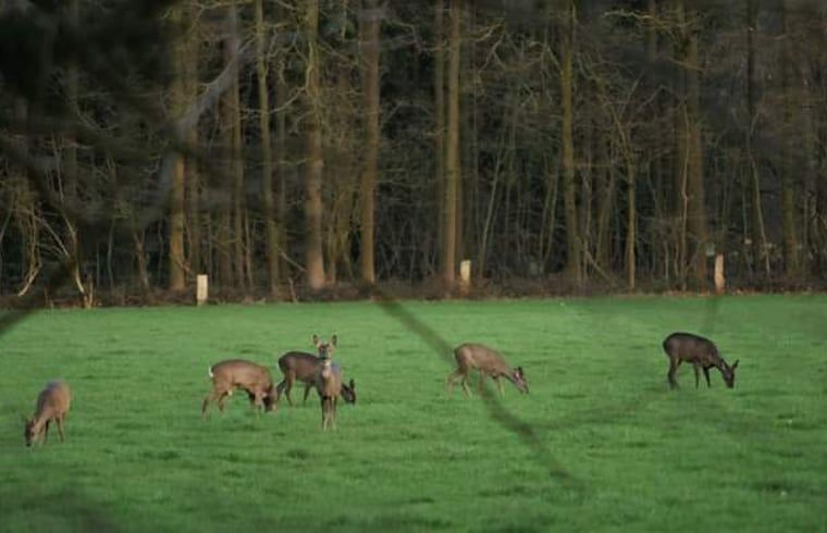 Verblijf 521021 - Vakantiewoning Twente - Huisje in Beuningen