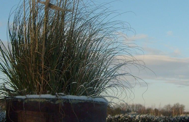 Winterse plantenbak bij Vakantiehuisje in Vasse, Twente, Overijssel.