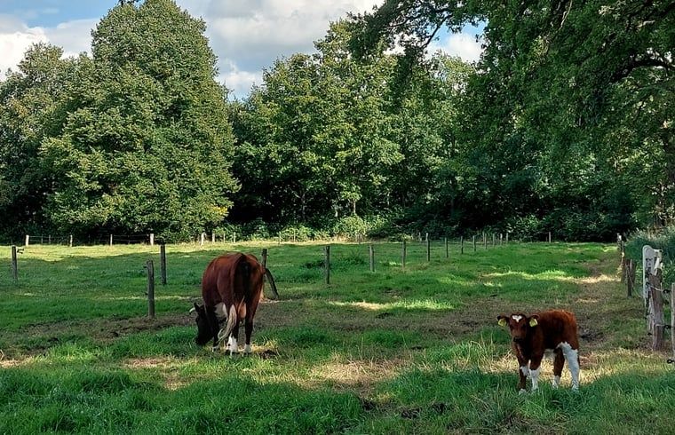 Guest house 521206 - Holiday property Twente - Vakantiehuis in Geesteren in Twente