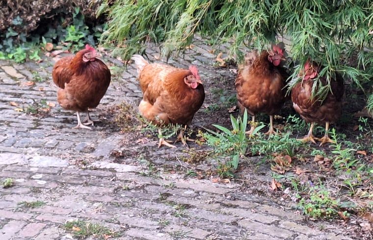 Unterkunft 521615 - Ferienhaus Twente - Vakantiehuisje in Tilligte