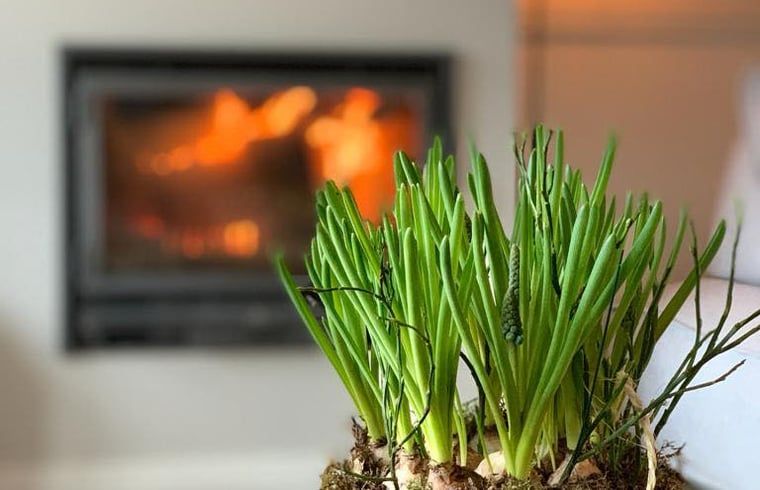 Gezellige open haard in Vakantiehuis in Reutum, Twente, Overijssel met planten voor een warme sfeer.