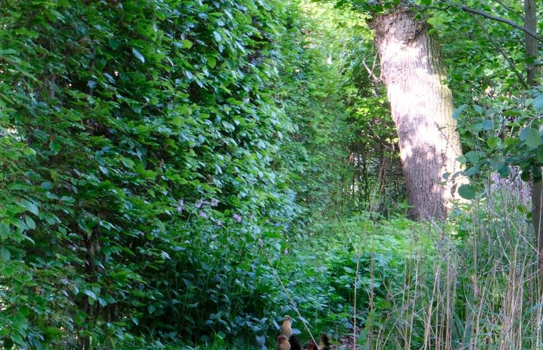 Guest house 521726 - Holiday property Twente - Huisje in Reutum