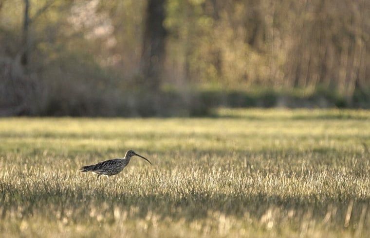 Natuurlijke omgeving van Vakantiehuisje in Rijssen, Twente, Overijssel met een vogel in een groen veld.