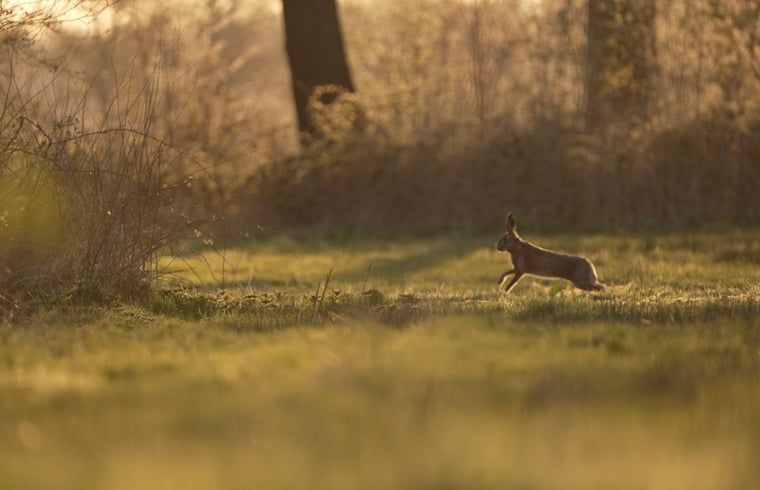 Rustige natuur rondom Vakantiehuisje in Rijssen, Twente, Overijssel met een haas in het grasland.