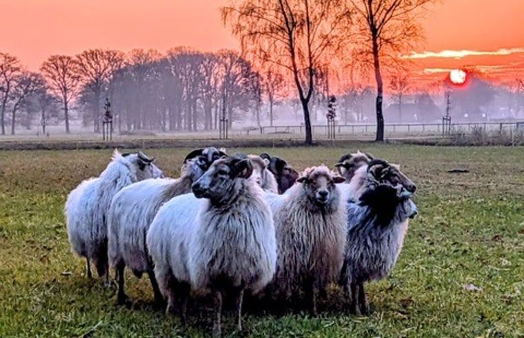 Verblijf 521834 - Vakantiewoning Twente - Huisje in Rijssen