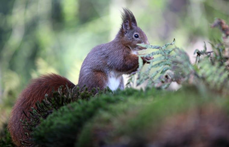 Unterkunft 521926 - Ferienhaus Twente - Huisje in Ambt Delden