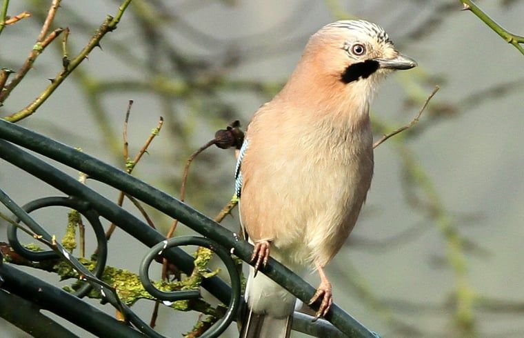 Unterkunft 521926 - Ferienhaus Twente - Huisje in Ambt Delden