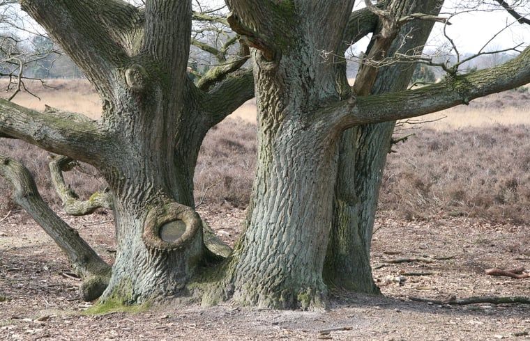 Guest house 522408 - Holiday property Twente - Vakantiehuisje in Haaksbergen