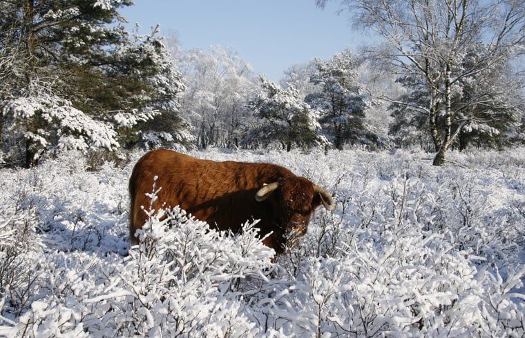 Guest house 522408 - Holiday property Twente - Vakantiehuisje in Haaksbergen