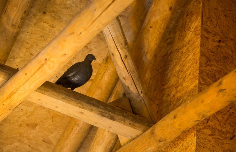 Guest house 522416 - Holiday property Twente - Huisje in Haaksbergen