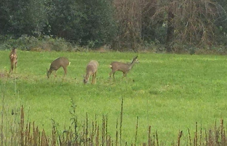 Guest house 522416 - Holiday property Twente - Huisje in Haaksbergen