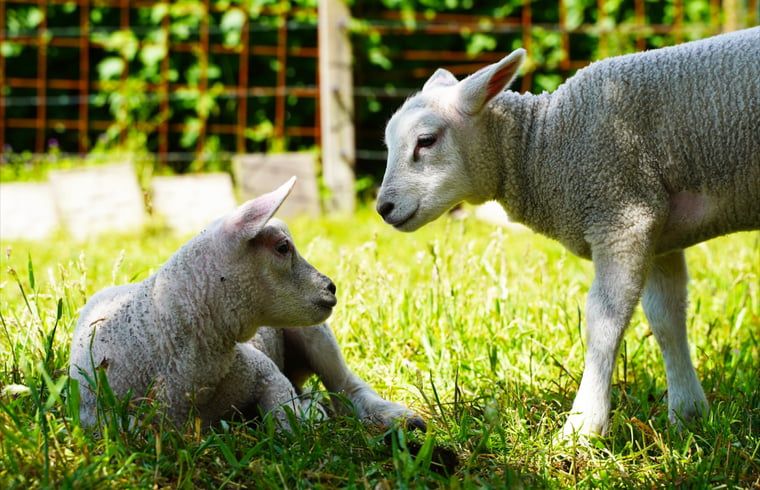 Unterkunft 522621 - Ferienhaus Twente - Vakantiehuisje in Enschede