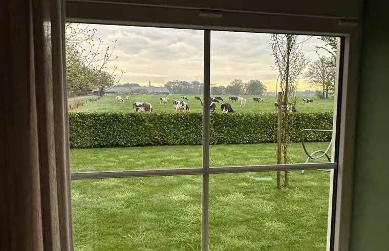 View of grazing cows from cottage in Enschede, soothing.