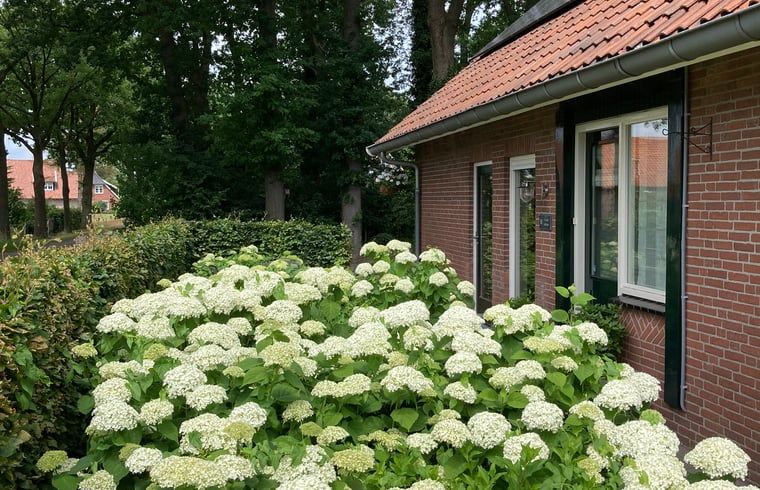 Bloeiende hortensia's sieren de entree van Vakantiehuis in Oldenzaal, een bed and breakfast in Twente, Overijssel.