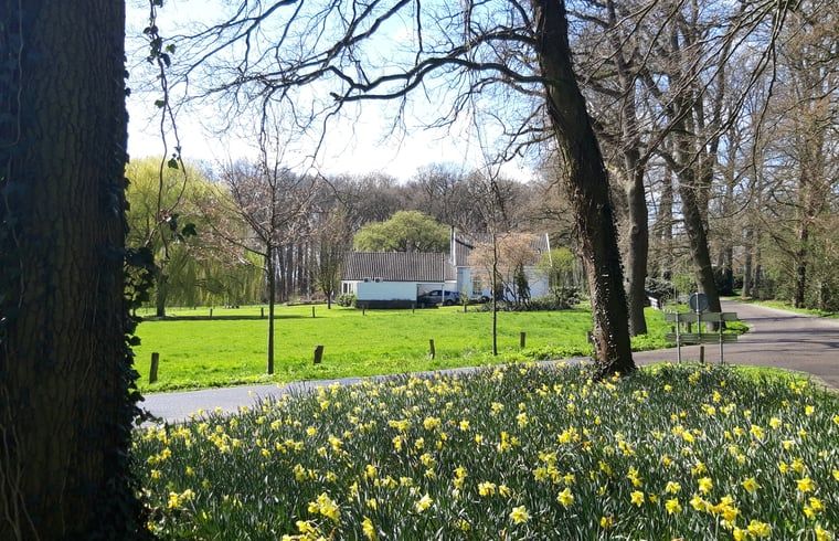 Bluehende Fruehlingsblumen rund um Cottage in Oldenzaal, Ferienhaus in Twente, Overijssel.