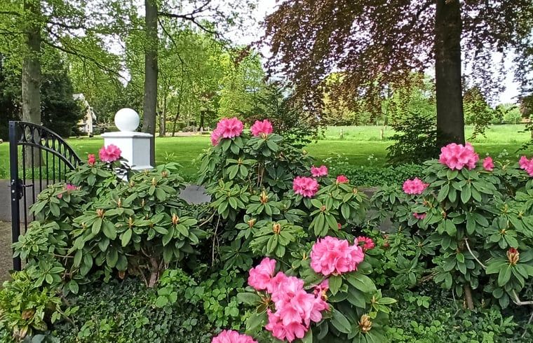 Bluehende Rhododendren im Ferienhaus in Oldenzaal, Ferienhaus in Twente, bunter Garten.