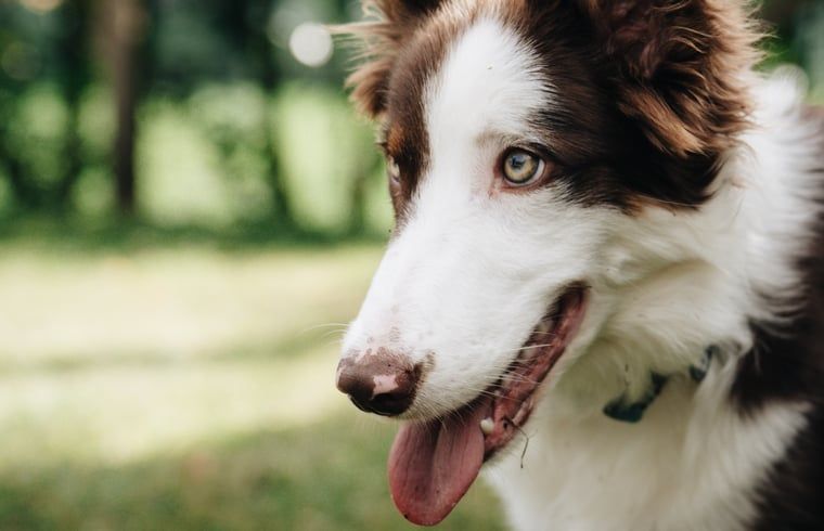 Huisje in Markelo, vakantiehuis in Twente, Overijssel, omgeven door natuur. Geniet van de rust en het groen in een hondvriendelijke omgeving.