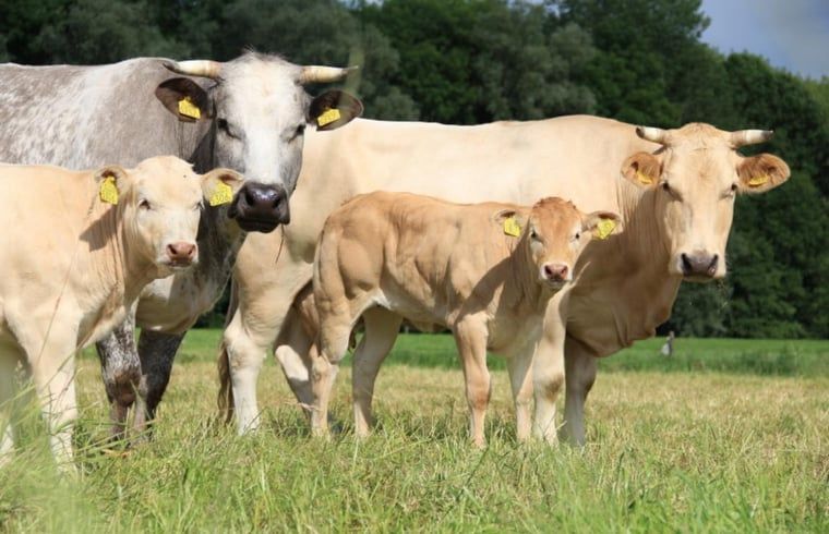 Unterkunft 522920 - Ferienhaus Twente - Vakantiehuisje in Markelo