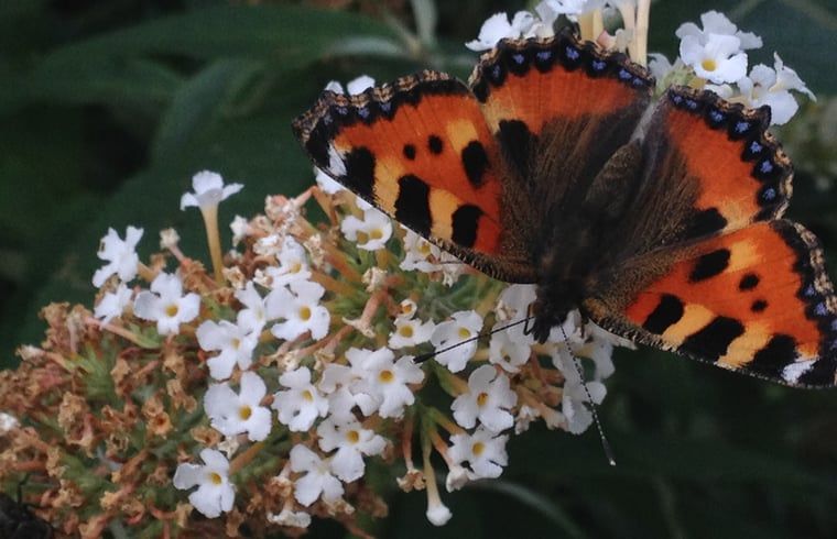 Unterkunft 522923 - Ferienhaus Twente - Vakantiehuis in Twente, Markelo
