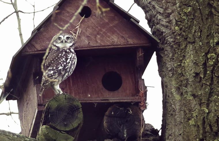 Unterkunft 522923 - Ferienhaus Twente - Vakantiehuis in Twente, Markelo