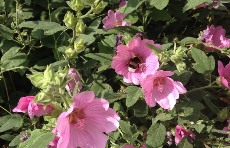 Unterkunft 522923 - Ferienhaus Twente - Vakantiehuis in Twente, Markelo